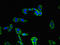 T Cell Immunoreceptor With Ig And ITIM Domains antibody, orb30223, Biorbyt, Immunofluorescence image 