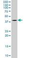 Transcription Factor B2, Mitochondrial antibody, H00064216-M01, Novus Biologicals, Western Blot image 