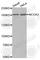 Nuclear Receptor Coactivator 3 antibody, A0877, ABclonal Technology, Western Blot image 