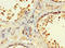 Radial Spoke Head 9 Homolog antibody, LS-C679367, Lifespan Biosciences, Immunohistochemistry paraffin image 