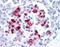 Islet Amyloid Polypeptide antibody, orb86458, Biorbyt, Immunohistochemistry paraffin image 