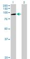 Protocadherin Beta 7 antibody, H00056129-B01P, Novus Biologicals, Western Blot image 