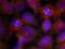 Synaptotagmin 2 antibody, orb14911, Biorbyt, Immunocytochemistry image 