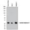 CAC antibody, MAB2184, R&D Systems, Western Blot image 