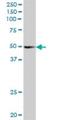 Secernin 2 antibody, H00090507-B01P, Novus Biologicals, Western Blot image 