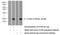 Colony Stimulating Factor 3 antibody, 17185-1-AP, Proteintech Group, Western Blot image 