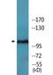 Protein Tyrosine Kinase 2 antibody, LS-C291570, Lifespan Biosciences, Western Blot image 