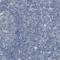 Reticulon 3 antibody, NBP1-88870, Novus Biologicals, Immunohistochemistry paraffin image 