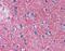 Solute Carrier Family 1 Member 2 antibody, GTX47745, GeneTex, Immunohistochemistry paraffin image 