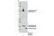 Vitamin D Receptor antibody, 12550S, Cell Signaling Technology, Western Blot image 