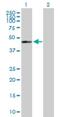 GTP-binding protein 5 antibody, H00026164-B01P, Novus Biologicals, Western Blot image 