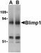 PR/SET Domain 1 antibody, orb74781, Biorbyt, Western Blot image 