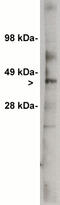 Ceramide glucosyltransferase antibody, MBS395805, MyBioSource, Western Blot image 