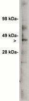 UDP-Glucose Ceramide Glucosyltransferase antibody, MBS395805, MyBioSource, Western Blot image 