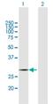 Cytochrome C Oxidase Copper Chaperone COX11 antibody, H00001353-B02P, Novus Biologicals, Western Blot image 