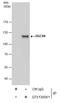 DGCR8 Microprocessor Complex Subunit antibody, GTX130061, GeneTex, Immunoprecipitation image 