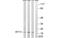 Mitochondrial Ribosomal Protein S17 antibody, MBS5302283, MyBioSource, Western Blot image 