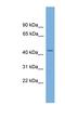 LUC7 Like antibody, NBP1-79694, Novus Biologicals, Western Blot image 