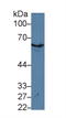 Keratin 2 antibody, LS-C314522, Lifespan Biosciences, Western Blot image 