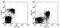 Interleukin 7 Receptor antibody, 11-1271-82, Invitrogen Antibodies, Flow Cytometry image 