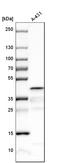Spermine Synthase antibody, HPA029849, Atlas Antibodies, Western Blot image 