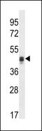 Calumenin antibody, LS-C168284, Lifespan Biosciences, Western Blot image 
