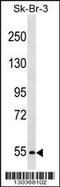 Proprotein Convertase Subtilisin/Kexin Type 4 antibody, 58-777, ProSci, Western Blot image 