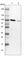 Anaphase Promoting Complex Subunit 5 antibody, HPA039457, Atlas Antibodies, Western Blot image 