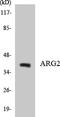 Arginase 2 antibody, LS-B11431, Lifespan Biosciences, Western Blot image 