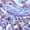 Transforming Growth Factor Beta 3 antibody, GTX15537, GeneTex, Immunohistochemistry paraffin image 