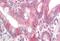 Growth Differentiation Factor 1 antibody, MBS248904, MyBioSource, Immunohistochemistry paraffin image 