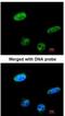 Ras Association Domain Family Member 1 antibody, NBP1-32361, Novus Biologicals, Immunofluorescence image 