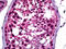 Neuronal Differentiation 1 antibody, 51-774, ProSci, Immunohistochemistry paraffin image 