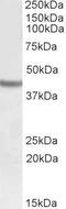 SRY-Box 3 antibody, GTX88078, GeneTex, Western Blot image 