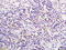 Secreted Phosphoprotein 2 antibody, GTX51998, GeneTex, Immunohistochemistry paraffin image 