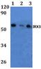 Iroquois Homeobox 3 antibody, PA5-75847, Invitrogen Antibodies, Western Blot image 