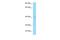 Arylacetamide Deacetylase Like 3 antibody, A17481, Boster Biological Technology, Western Blot image 