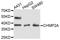 BC2 antibody, A10380, ABclonal Technology, Western Blot image 