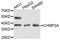 Charged Multivesicular Body Protein 2A antibody, A10380, ABclonal Technology, Western Blot image 