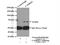 Calcium/Calmodulin Dependent Protein Kinase Kinase 1 antibody, 13624-1-AP, Proteintech Group, Immunoprecipitation image 