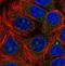 Signal Recognition Particle 54 antibody, NBP2-13380, Novus Biologicals, Immunofluorescence image 