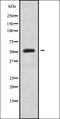 Homeobox C10 antibody, orb338375, Biorbyt, Western Blot image 