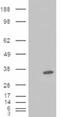 GSF antibody, ADI-905-858-100, Enzo Life Sciences, Western Blot image 