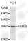 Family With Sequence Similarity 3 Member B antibody, A1082, ABclonal Technology, Western Blot image 