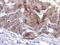 Oxysterol Binding Protein Like 6 antibody, LS-C185906, Lifespan Biosciences, Immunohistochemistry paraffin image 