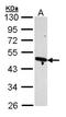 Actin Related Protein 2 antibody, LS-B4221, Lifespan Biosciences, Western Blot image 