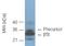Proteasome Subunit Beta 11 antibody, LS-C343776, Lifespan Biosciences, Western Blot image 