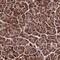 Tescalcin antibody, NBP2-13426, Novus Biologicals, Immunohistochemistry frozen image 