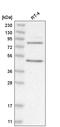 Poly(A) Polymerase Gamma antibody, HPA035350, Atlas Antibodies, Western Blot image 