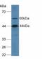 Complement C2 antibody, MBS2027818, MyBioSource, Western Blot image 